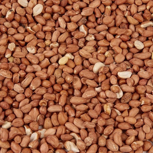 Peanuts wild bird - bird,