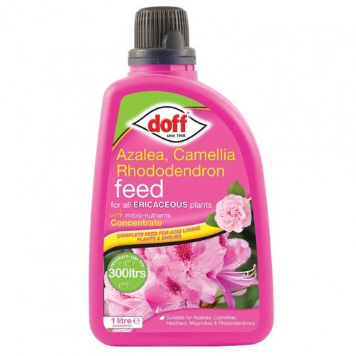 Doff azalea camellia - doff,