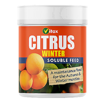 Vitax citrus tree - tree, winter